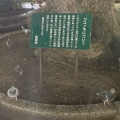 実際訪問したユーザーが直接撮影して投稿した大橋名木塩原地録神社移植樹の写真