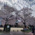 実際訪問したユーザーが直接撮影して投稿した元城町公園桜城址公園の写真