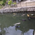 実際訪問したユーザーが直接撮影して投稿した家富町寺鑁阿寺の写真