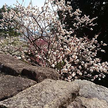 実際訪問したユーザーが直接撮影して投稿した岡本公園岡本梅林公園の写真