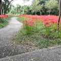 実際訪問したユーザーが直接撮影して投稿した祖父江町祖父江公園国営木曽三川公園 ワイルドネイチャープラザの写真