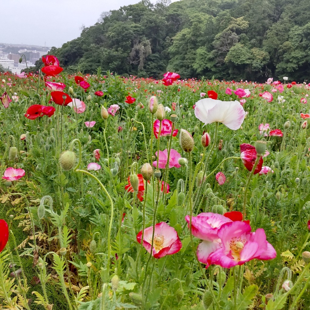 実際訪問したユーザーが直接撮影して投稿した神明町スイーツコスモス館の写真