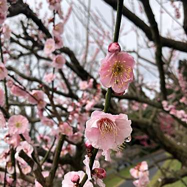 実際訪問したユーザーが直接撮影して投稿した大石龍門和菓子叶 匠壽庵 寿長生の郷内 菓子売場の写真