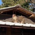 実際訪問したユーザーが直接撮影して投稿した嵐山中尾下町動物園嵐山モンキーパーク いわたやまの写真