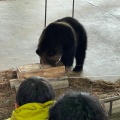 実際訪問したユーザーが直接撮影して投稿した登別温泉町動物園のぼりべつクマ牧場の写真