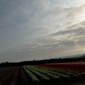 実際訪問したユーザーが直接撮影して投稿した花のきれいなスポット春の彩りの畑の写真
