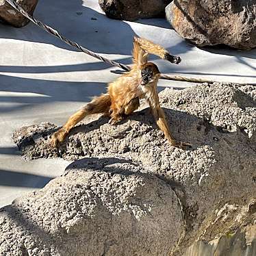 実際訪問したユーザーが直接撮影して投稿した北葛西動物園江戸川区自然動物園の写真