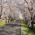 実際訪問したユーザーが直接撮影して投稿した粉河桜の名所さくらのトンネルの写真