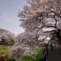 実際訪問したユーザーが直接撮影して投稿した河川野川の写真