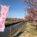 実際訪問したユーザーが直接撮影して投稿した笠松町公園笠松河津桜ロードの写真