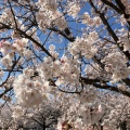 実際訪問したユーザーが直接撮影して投稿した山田町公園加賀市中央公園の写真