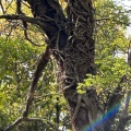 実際訪問したユーザーが直接撮影して投稿した綿貫町公園群馬県立都市公園 群馬の森の写真