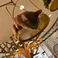 実際訪問したユーザーが直接撮影して投稿した大黒町(河原町通)テーマカフェ猫カフェ モカ 京都河原町店の写真