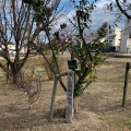 実際訪問したユーザーが直接撮影して投稿した玉島公園溜川公園の写真