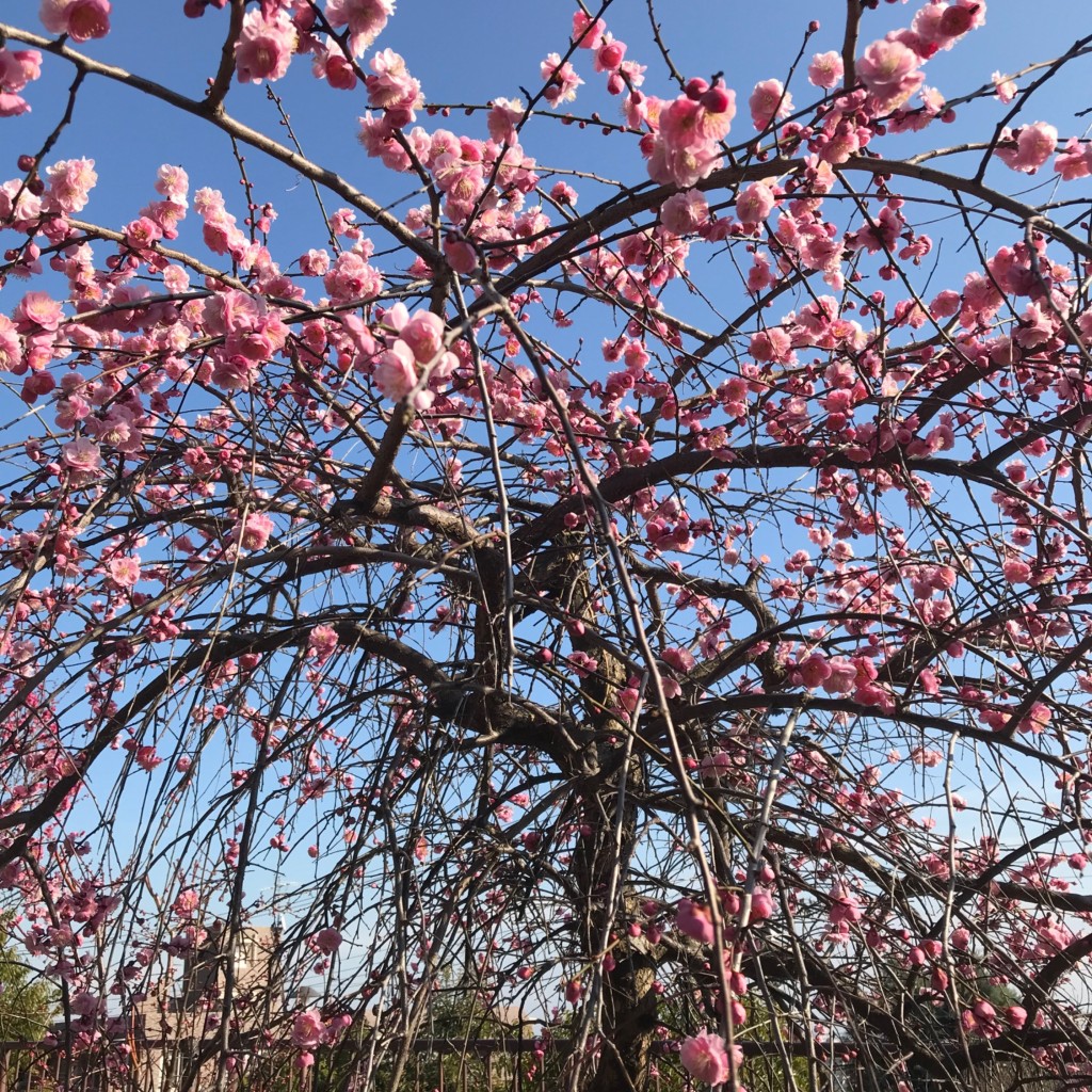 実際訪問したユーザーが直接撮影して投稿した岡本公園岡本梅林公園の写真