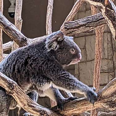 東山動植物園のundefinedに実際訪問訪問したユーザーunknownさんが新しく投稿した新着口コミの写真