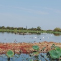 実際訪問したユーザーが直接撮影して投稿した水原湖沼 / 池瓢湖の写真