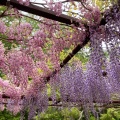 実際訪問したユーザーが直接撮影して投稿した藤野公園藤公園の写真