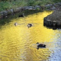 実際訪問したユーザーが直接撮影して投稿した北の丸公園公園北の丸公園の写真