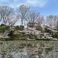 実際訪問したユーザーが直接撮影して投稿した菊名公園菊名池公園の写真