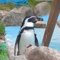 実際訪問したユーザーが直接撮影して投稿した松原動物園しろとり動物園の写真