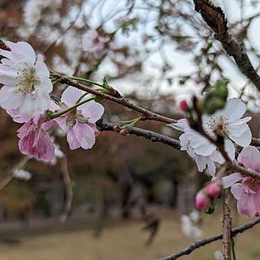 実際訪問したユーザーが直接撮影して投稿した大阪城桜の名所南外堀桜並木の写真