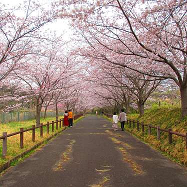 実際訪問したユーザーが直接撮影して投稿した駒井野公園成田市さくらの山の写真