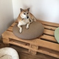 実際訪問したユーザーが直接撮影して投稿した下広岡カフェKIDOGS CAFEの写真