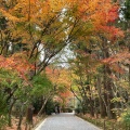 実際訪問したユーザーが直接撮影して投稿した龍安寺御陵ノ下町寺龍安寺の写真