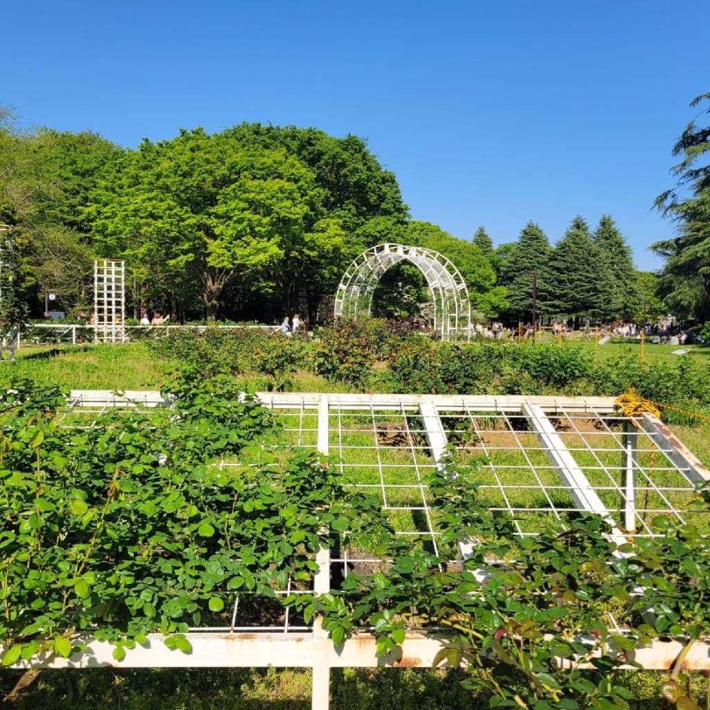 実際訪問したユーザーが直接撮影して投稿した代々木神園町公園代々木公園 バラの園の写真