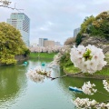 実際訪問したユーザーが直接撮影して投稿した河川千鳥ケ淵の写真