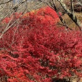 実際訪問したユーザーが直接撮影して投稿した三波川公園桜山公園の写真