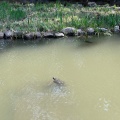 実際訪問したユーザーが直接撮影して投稿した田園調布公園宝来公園の写真