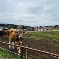 実際訪問したユーザーが直接撮影して投稿した人穴スイーツCOW RESORT IDEBOK in 人穴の写真