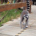 実際訪問したユーザーが直接撮影して投稿した犬山動物園日本モンキーセンターの写真