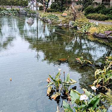 実際訪問したユーザーが直接撮影して投稿した八幡生息地 / 群生地・飛来地池田町八幡のハリヨ繁殖地の写真