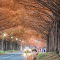 実際訪問したユーザーが直接撮影して投稿したマキノ町寺久保散策路マキノ高原 メタセコイア並木の写真