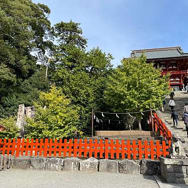 実際訪問したユーザーが直接撮影して投稿した雪ノ下自然名所鶴岡八幡宮の大銀杏の写真