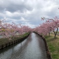 実際訪問したユーザーが直接撮影して投稿した笠松町公園笠松河津桜ロードの写真