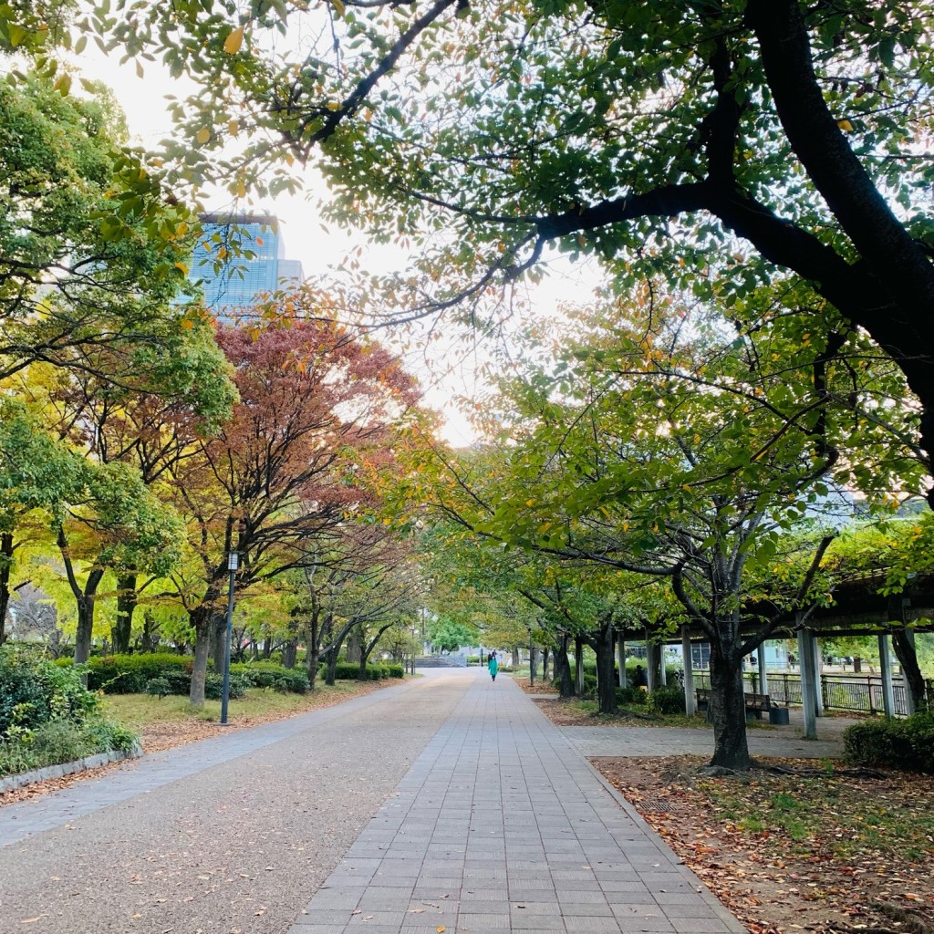 実際訪問したユーザーが直接撮影して投稿した大阪城桜の名所南外堀桜並木の写真