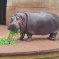 実際訪問したユーザーが直接撮影して投稿した東山元町動物園東山動植物園の写真