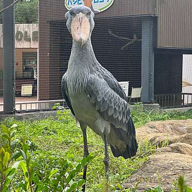 高知県立のいち動物公園のundefinedに実際訪問訪問したユーザーunknownさんが新しく投稿した新着口コミの写真