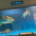 実際訪問したユーザーが直接撮影して投稿した浅虫水族館 / アクアリウム青森県営浅虫水族館の写真