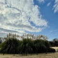 実際訪問したユーザーが直接撮影して投稿した深大寺元町アイスクリームRose cafeの写真