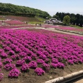 実際訪問したユーザーが直接撮影して投稿した箕郷町松之沢公園みさと芝桜公園の写真