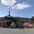 実際訪問したユーザーが直接撮影して投稿した嵯峨釈迦堂藤ノ木町寺清凉寺の写真