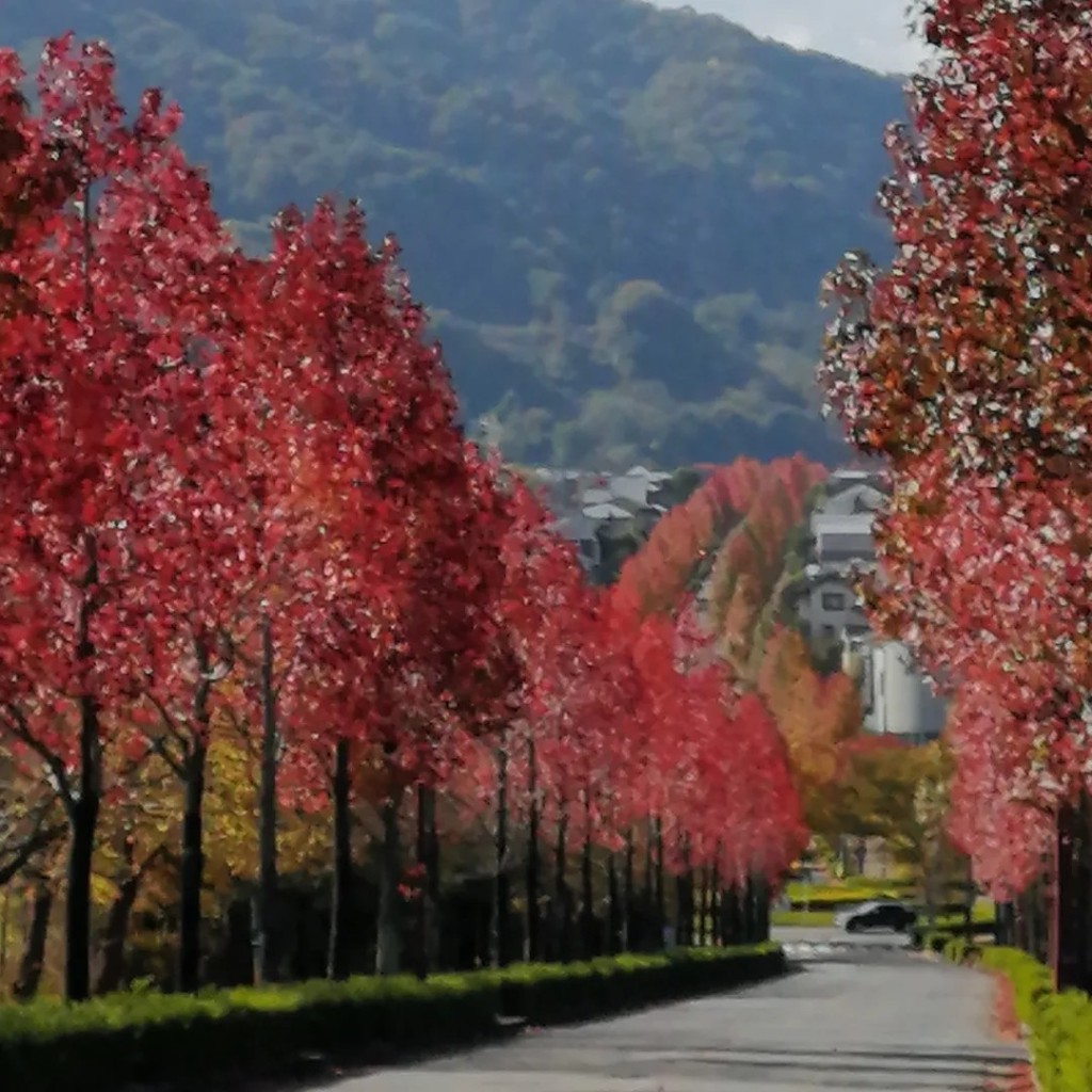 実際訪問したユーザーが直接撮影して投稿した御陵大枝山町4丁目公園桂坂公園の写真