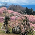 実際訪問したユーザーが直接撮影して投稿した柳自然名所おおいゆめの里の写真