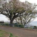 実際訪問したユーザーが直接撮影して投稿した万田公園高麗山公園の写真