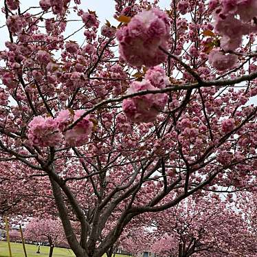 実際訪問したユーザーが直接撮影して投稿した熊倉公園熊倉公園の写真